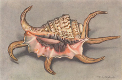 Pterocera rugosa Sow